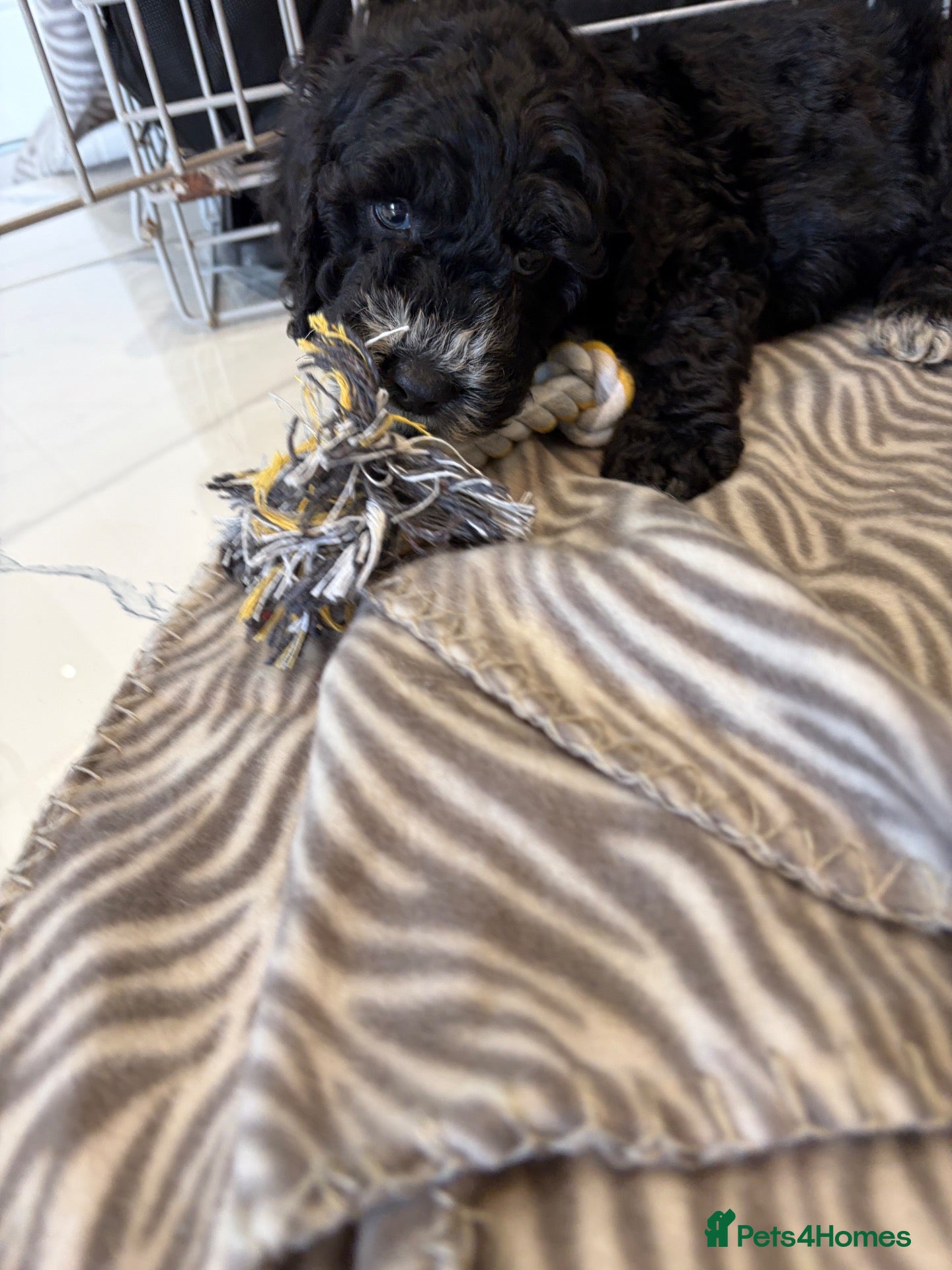 Cockapoo dogs 🐾STUNNING F1 COCKERPOOS 🐾 - Advert 2