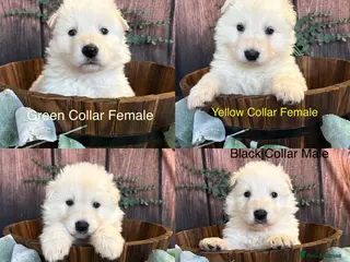Mixed Breed dogs KC White Swiss Shepherd X KC German Shepherd Pups - Advert 6