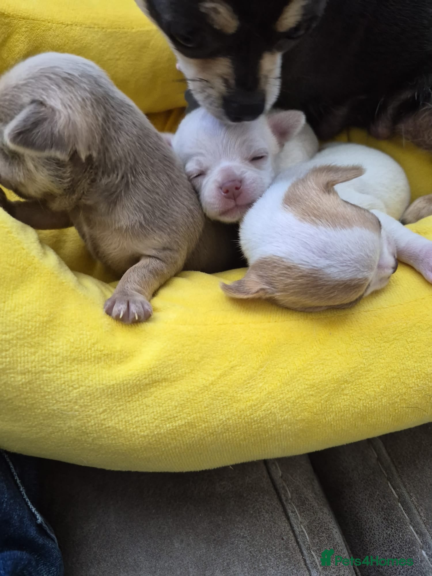 Chihuahua dogs 3 Chihuahua - Advert 5