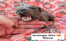 Staffordshire Bull Terrier dogs for sale: Gorgeous Chunky KC Blue Staffy Puppies - Image 12
