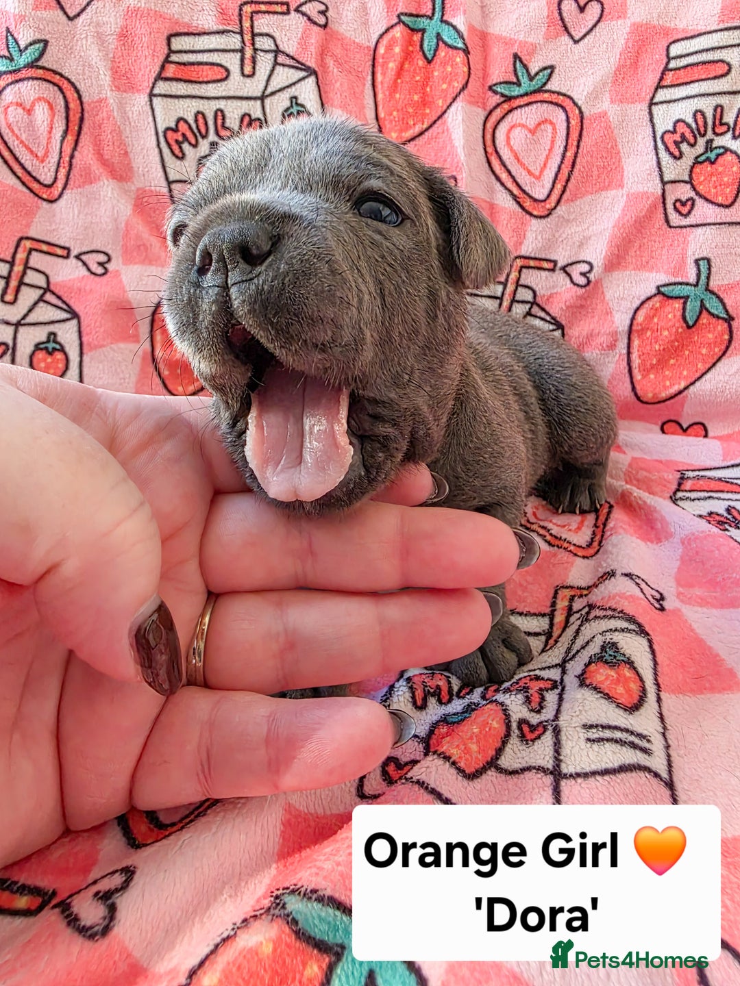Staffordshire Bull Terrier dogs for sale: Gorgeous Chunky KC Blue Staffy Puppies - Image 12