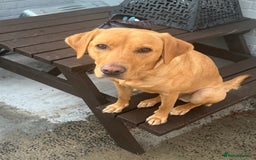 Labrador Retriever dogs for sale: fox red Labrador - Image 4