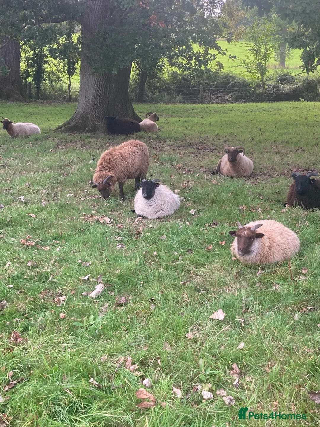 Sheep livestock for sale: Manx Loaghto X North Ronaldsway - Advert 2