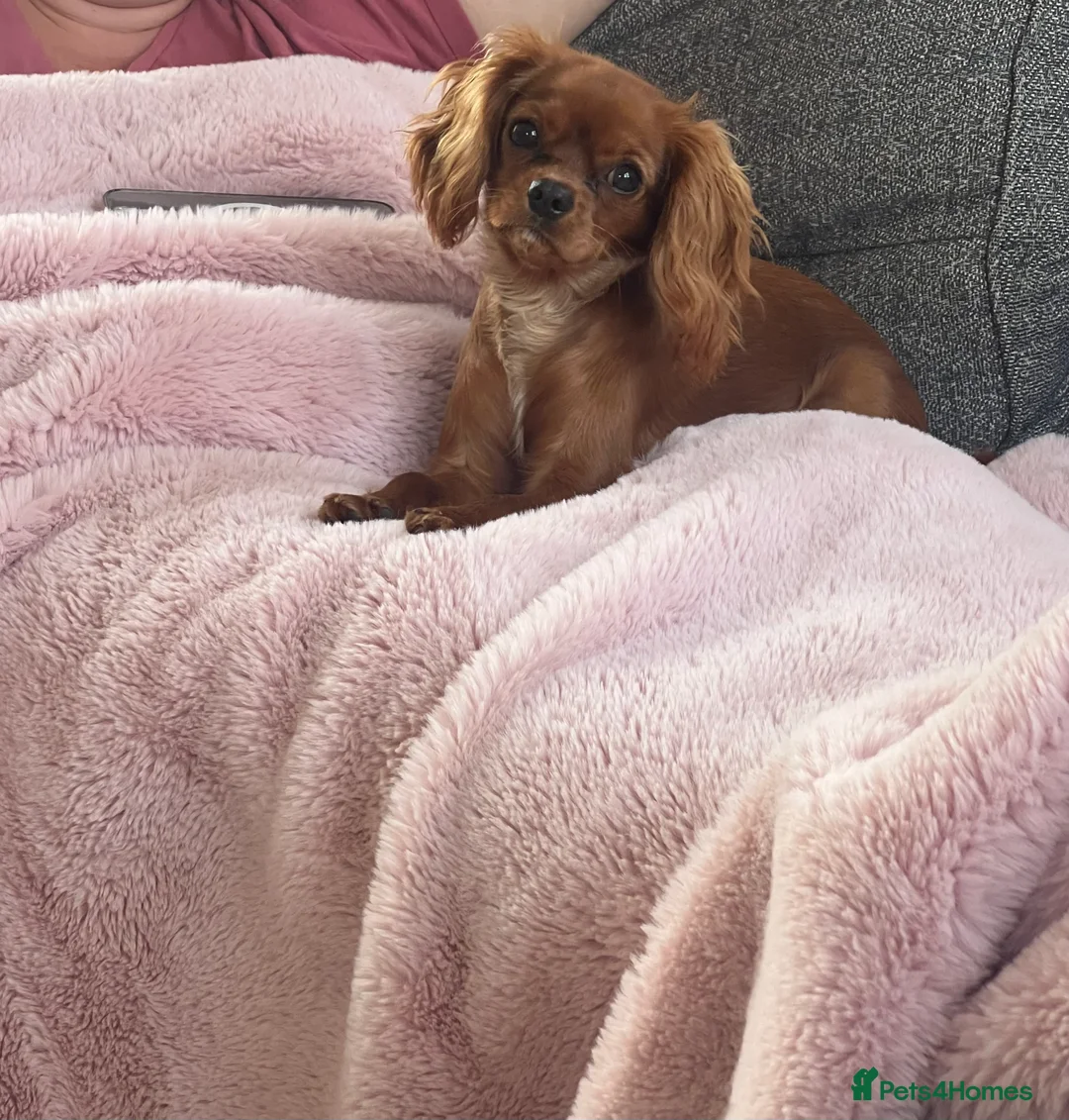 Cavalier King Charles Spaniel dogs for sale: 1-Year-Old Cavalier King Charles Spaniel – Coco in Ashford - Advert 14
