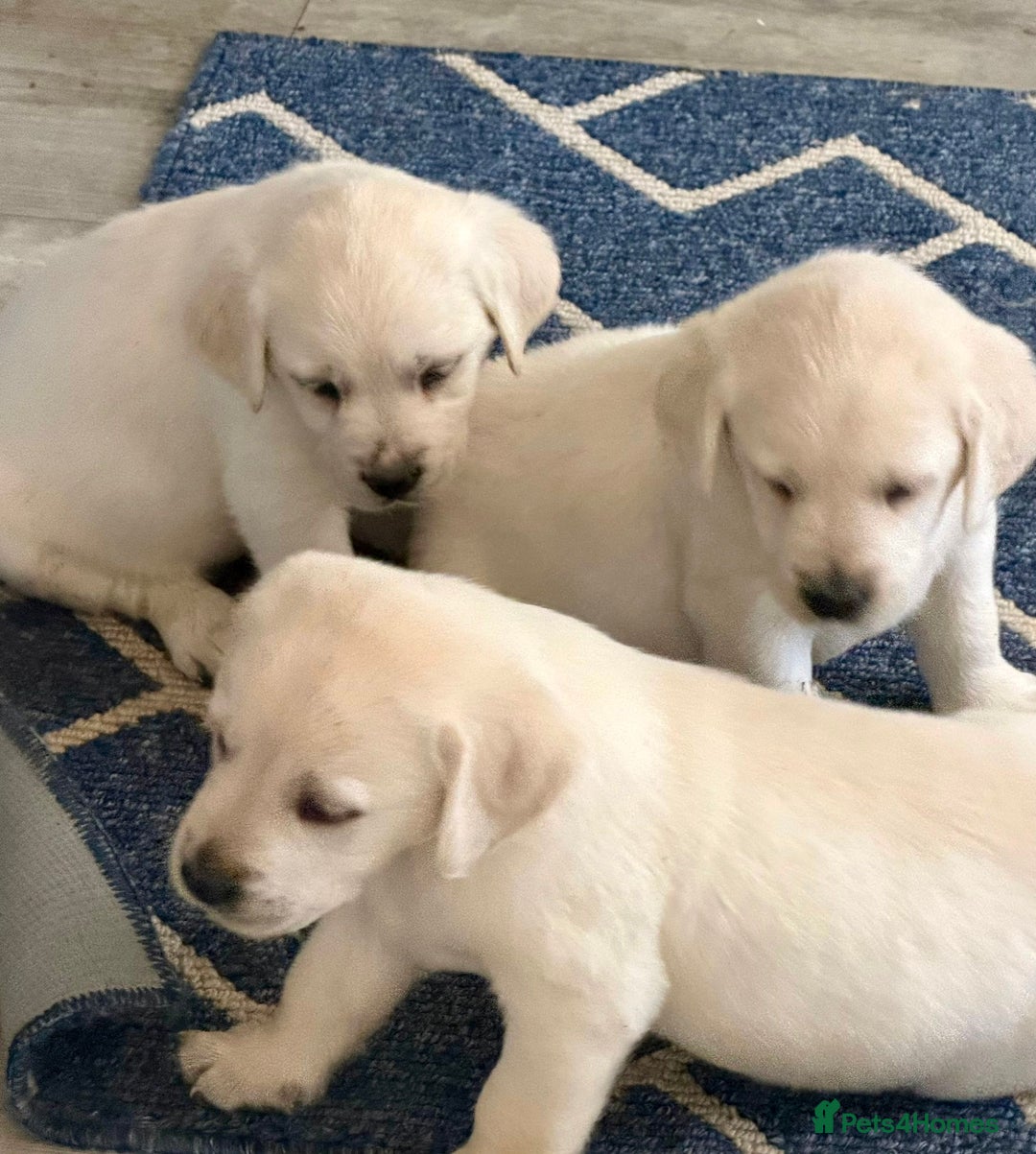 Goldador dogs for sale: Stunning Lab x Retriever pups - Advert 1