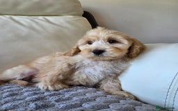 Cockapoo dogs for sale: Cockapoo puppies - Image 8