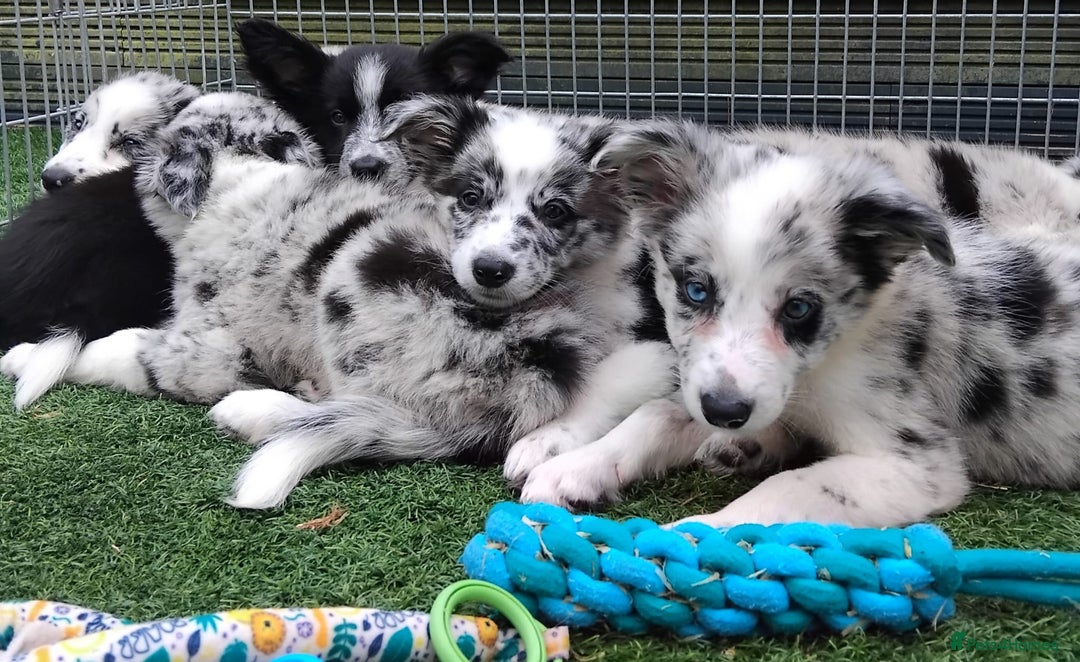 Border Collie dogs for sale: Stunning litter of blue merle border collies - Image 37