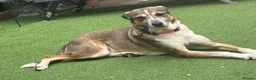 Mixed Breed dogs for sale: Moroccan female dog  - Advert 1