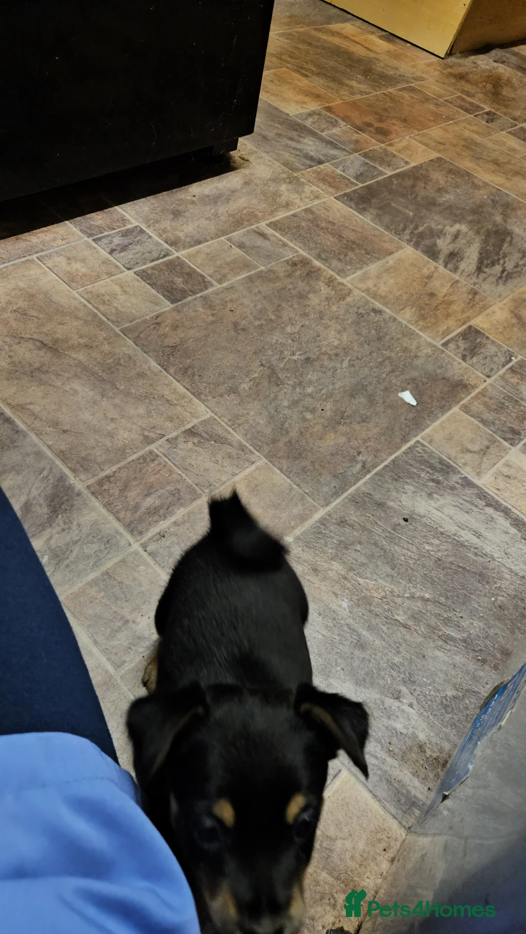 Jack Russell dogs for sale: Jack russle puppies  - Advert 17