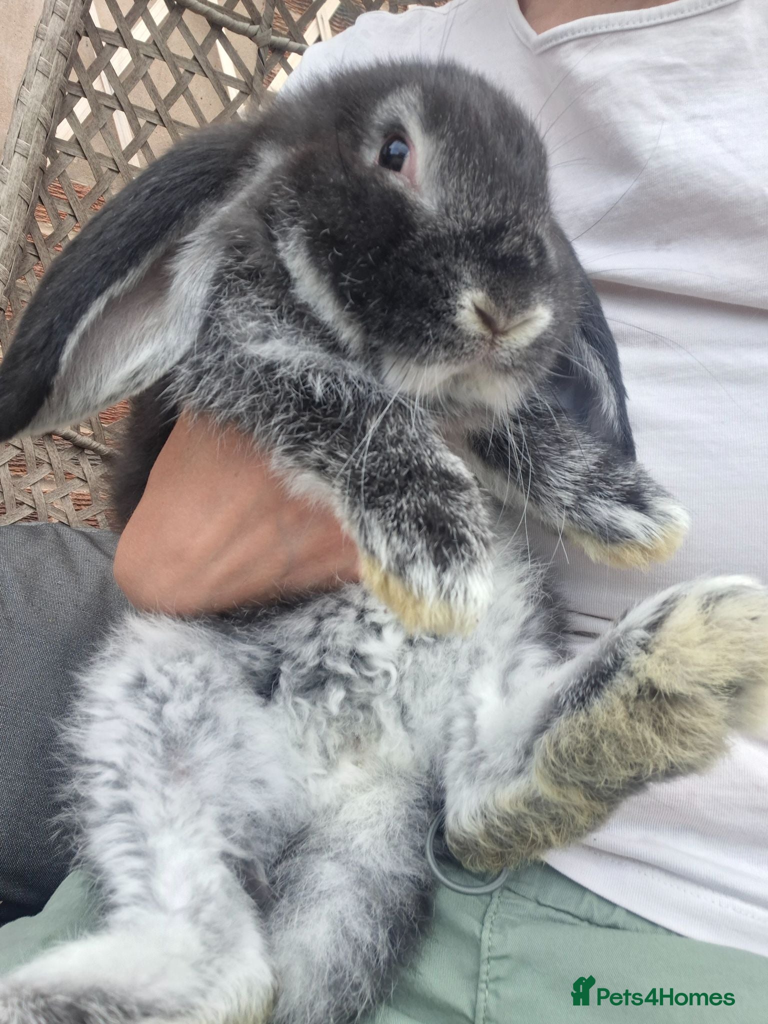 French Lop rabbits READY SOON pure bred french lop doe - Advert 2