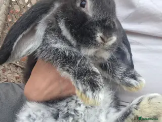 French Lop rabbits Vaccinated Baby doe - Advert 2