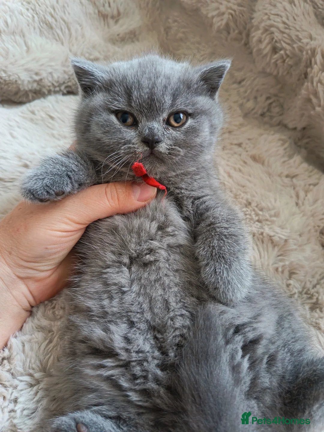 British Shorthair cats for sale: Gccf registered blue BSH kittens - Advert 2