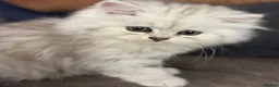 Persian cats for sale: Teddy Persian kittens  - Advert 14