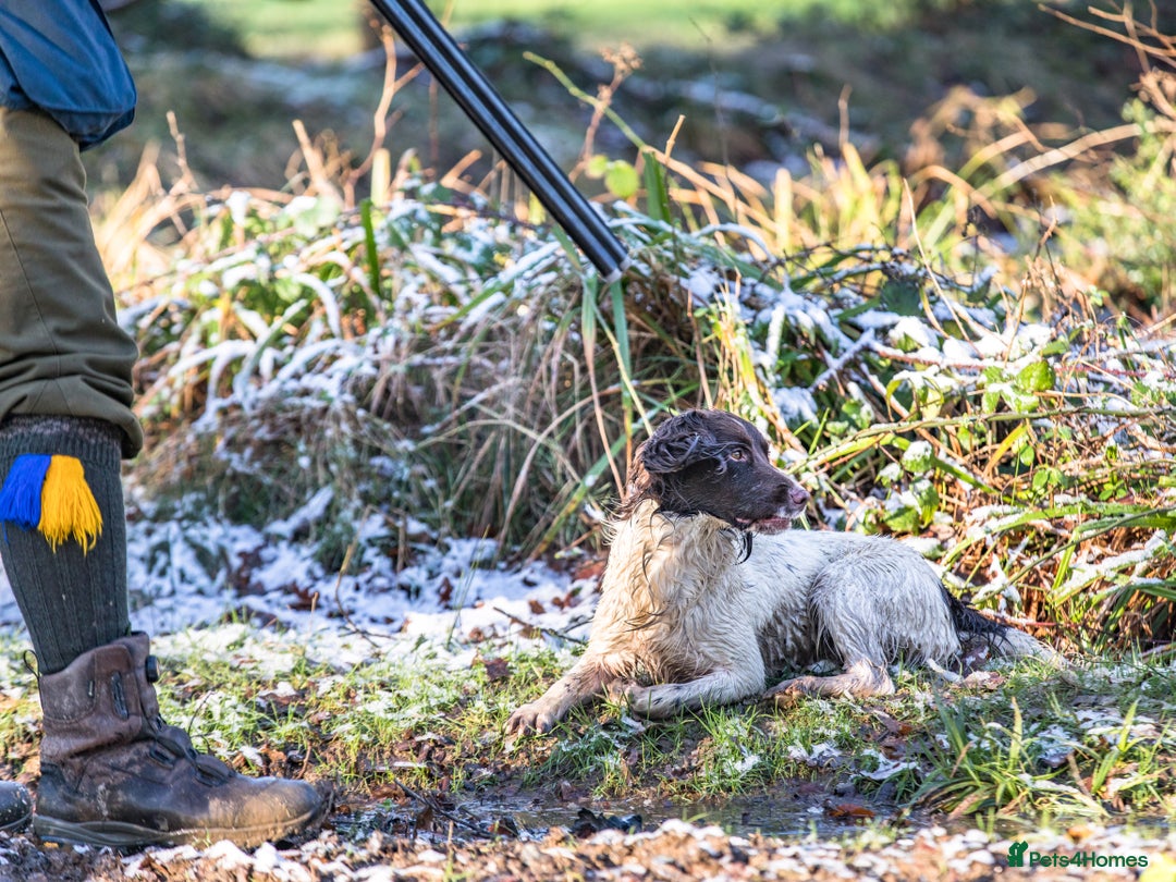 English Springer Spaniel dogs for sale: Cracking ESS Dog Pups Available  in South Molton - Image 1