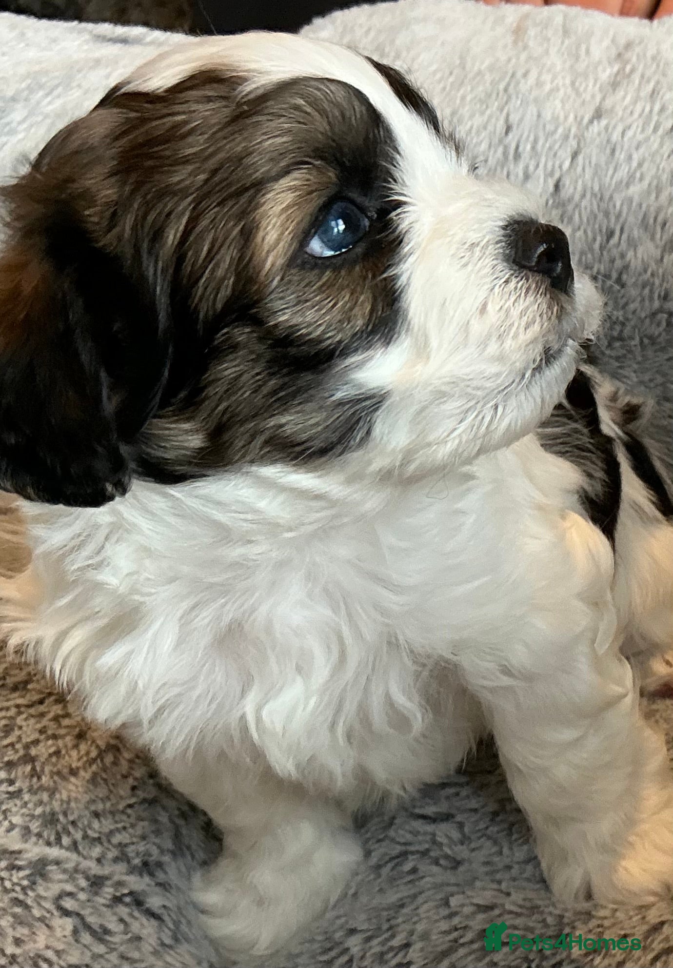 Mixed Breed dogs for sale: Havanese mix  - Advert 6