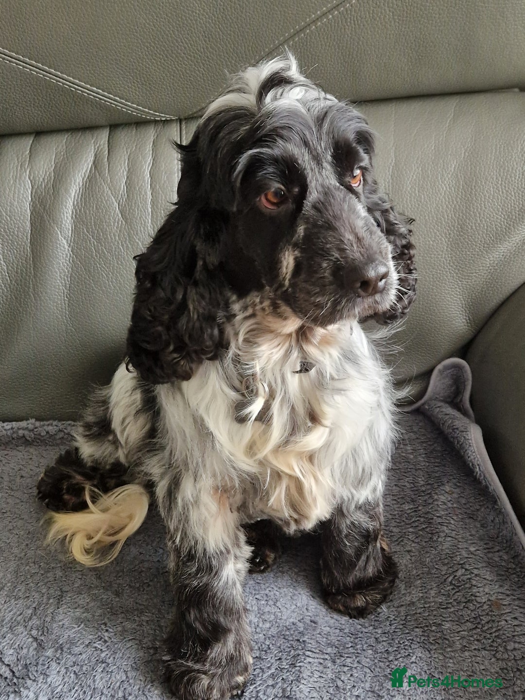 Cocker Spaniel dogs for sale: Stunning Quality Health Tested parents - Image 2