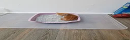 Mixed Breed cats for sale: Handsome Ginger Boy & Adorable Calico Girl - Advert 33