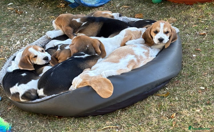 Beagle dogs - Advert 1