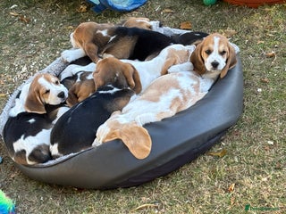 Beagle dogs - Advert 27