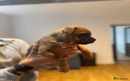 Staffordshire Bull Terrier dogs for sale: Last girl ready now!✨ - Image 4