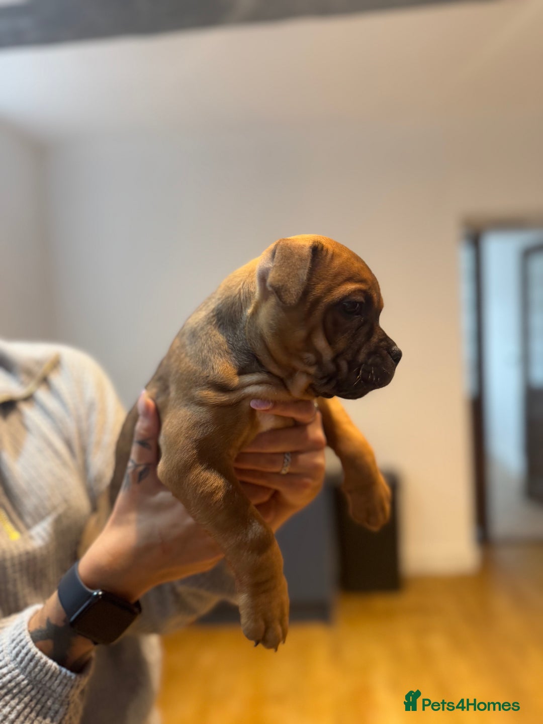Staffordshire Bull Terrier dogs for sale: Last girl ready now!✨ - Image 4