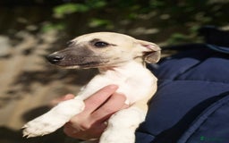 Whippet dogs for sale: Kc reg whippet litter.  male & female available - Image 38