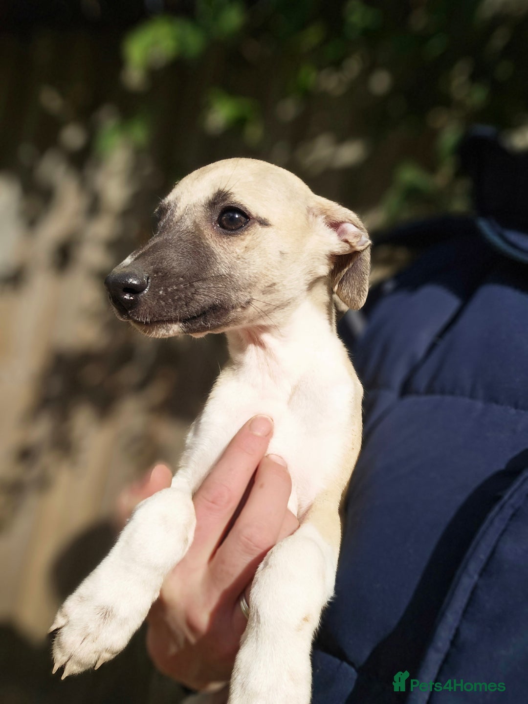 Whippet dogs for sale: Kc reg whippet litter.  male & female available - Image 38