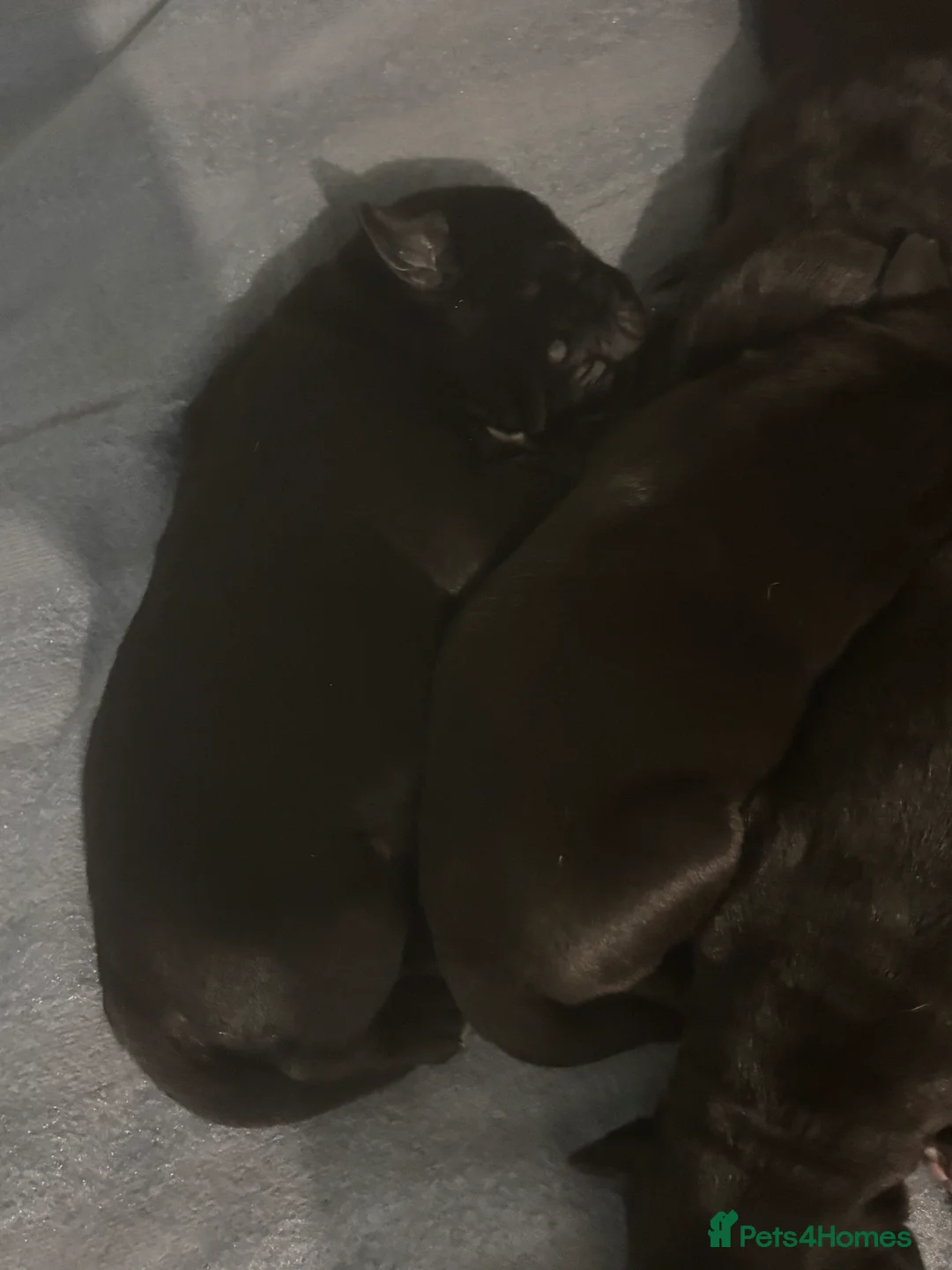 Cane Corso dogs for sale: Cane corso puppies for sale  - Advert 9