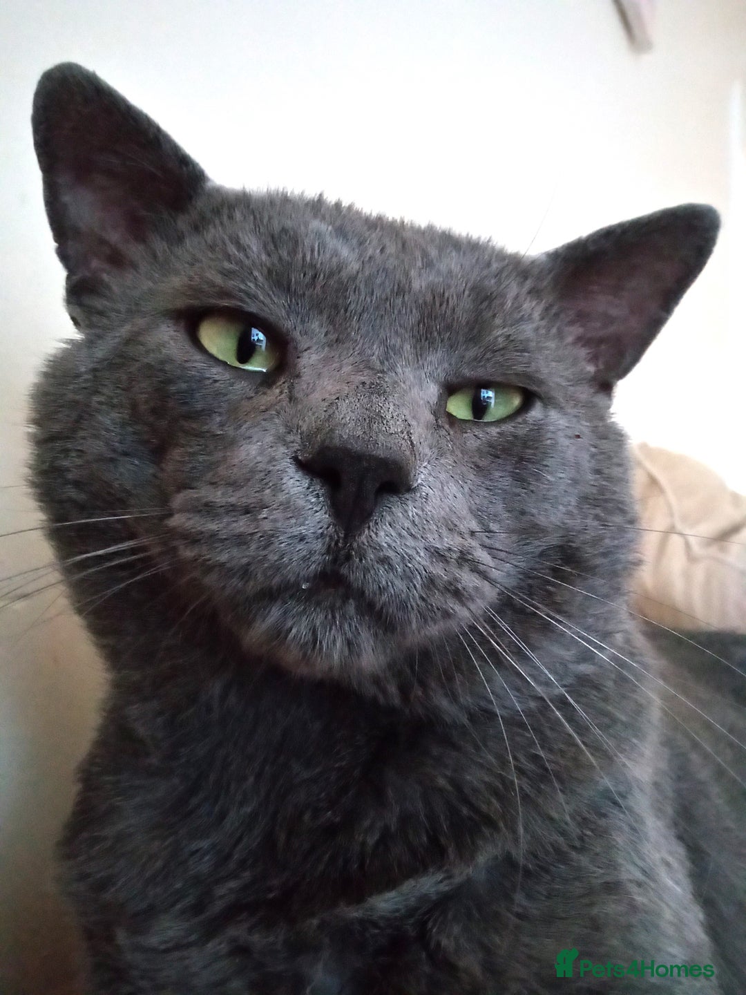 Russian Blue cats for sale: Pure Russian Blue Kittens for sale - 2 Boys 1 Girl - Image 14