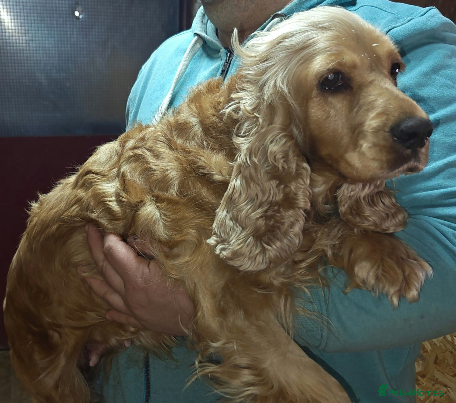 Cocker Spaniel dogs 🐾 HAZEL – Cocker Spaniel 🐾 - Advert 9