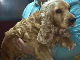 Cocker Spaniel dogs 🐾 HAZEL – Cocker Spaniel 🐾 - Advert 9