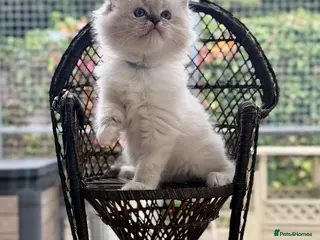 Ragdoll cats PET mitted boys £950 - Advert 1
