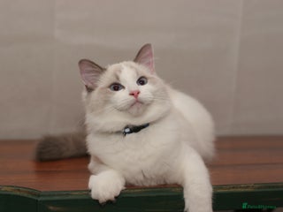 Ragdoll cats Last 1 Ragdoll kittens TICA registered boy - Advert 9