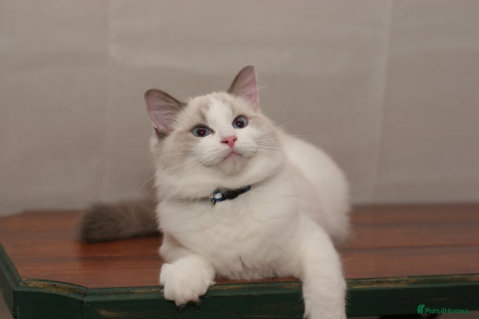 Ragdoll cats Last 1 Ragdoll kittens TICA registered boy - Advert 3