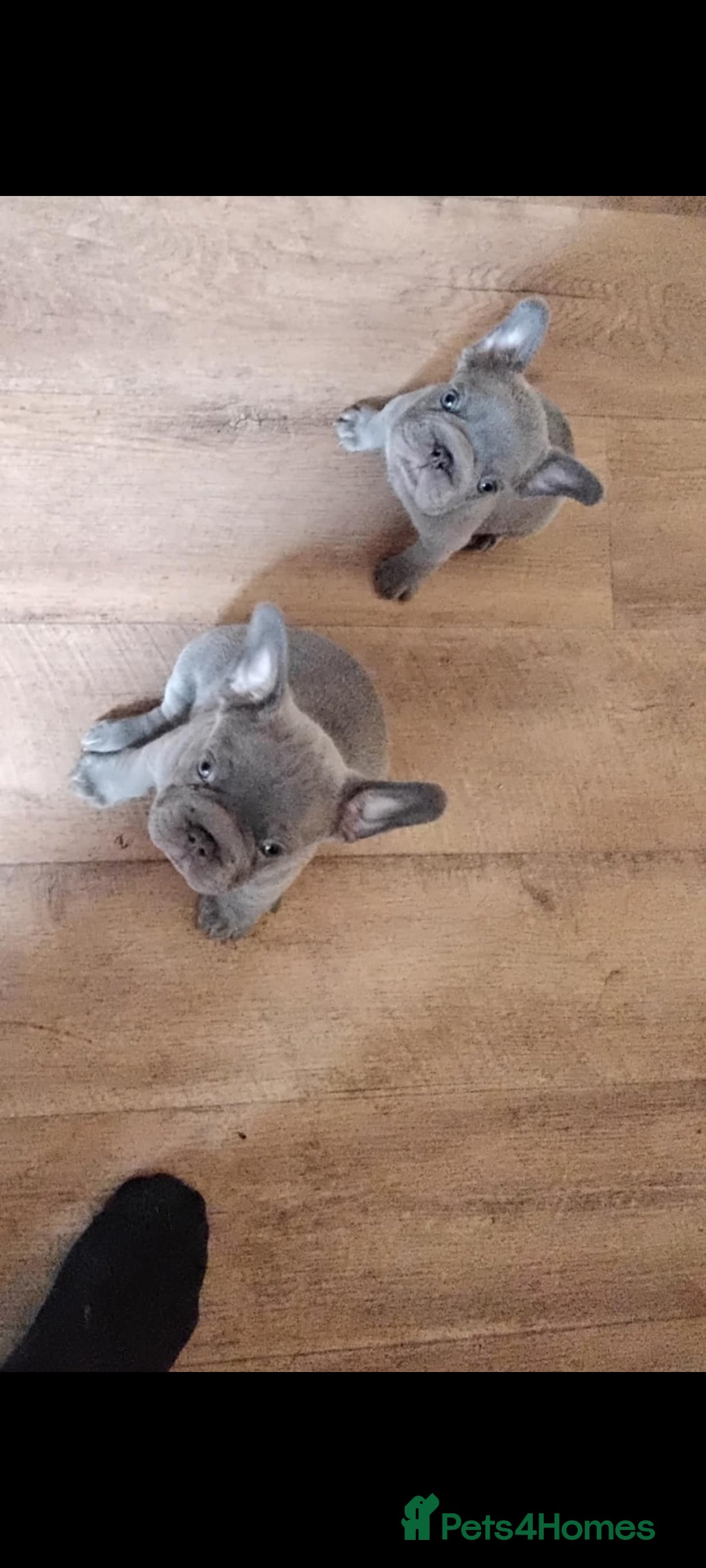 French Bulldog dogs for sale: X4 frenchbulldogs/fluffy carriers - Image 6