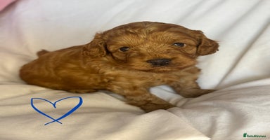Cavapoo dogs - Advert 3