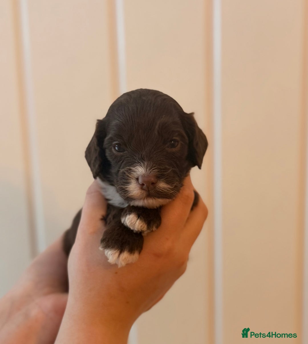 Cockapoo dogs for sale: Health tested Toy Cockerpoos - Advert 6