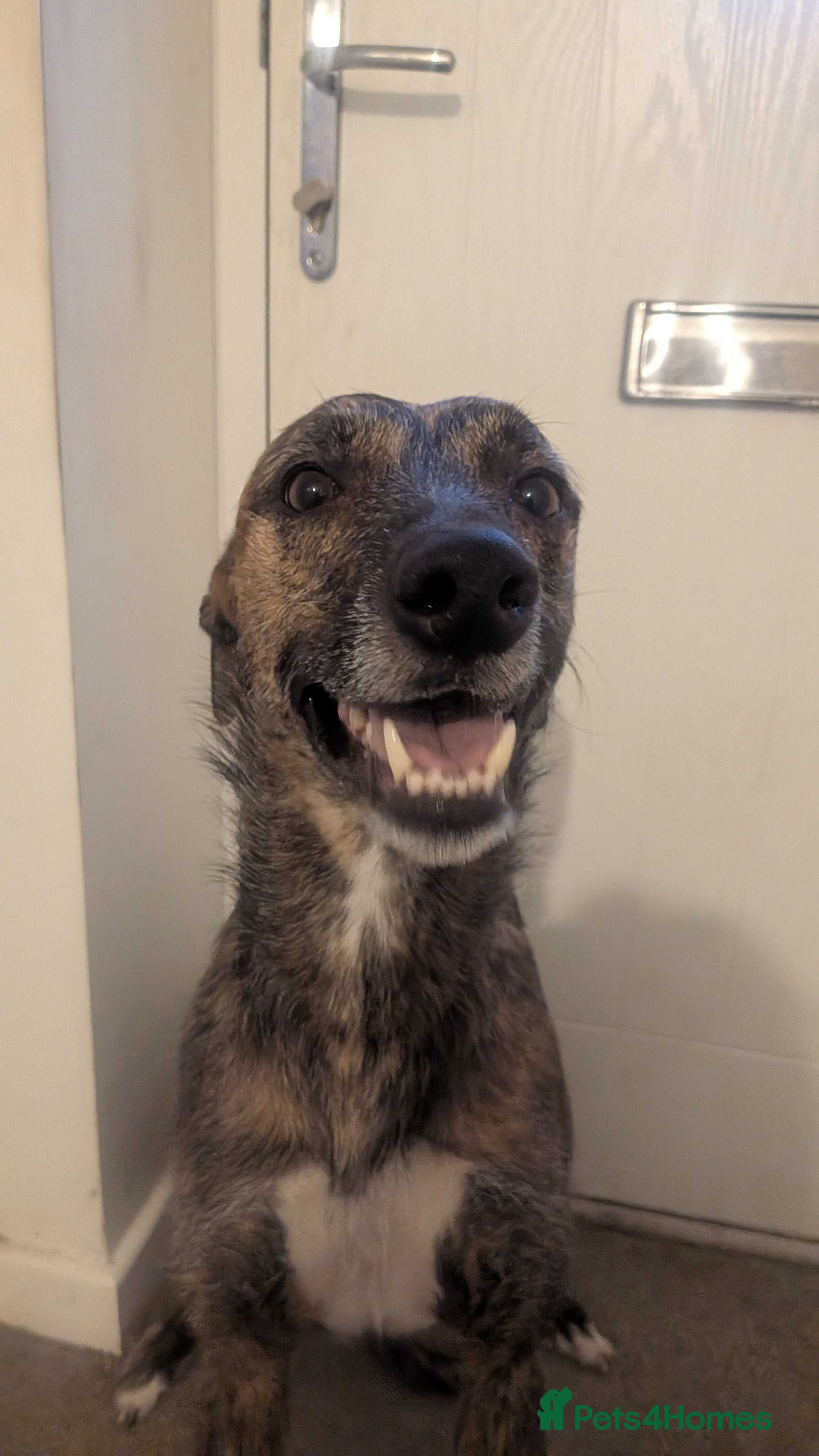 Lurcher dogs Meet Doggo - A Truly Special Lurcher - Advert 5
