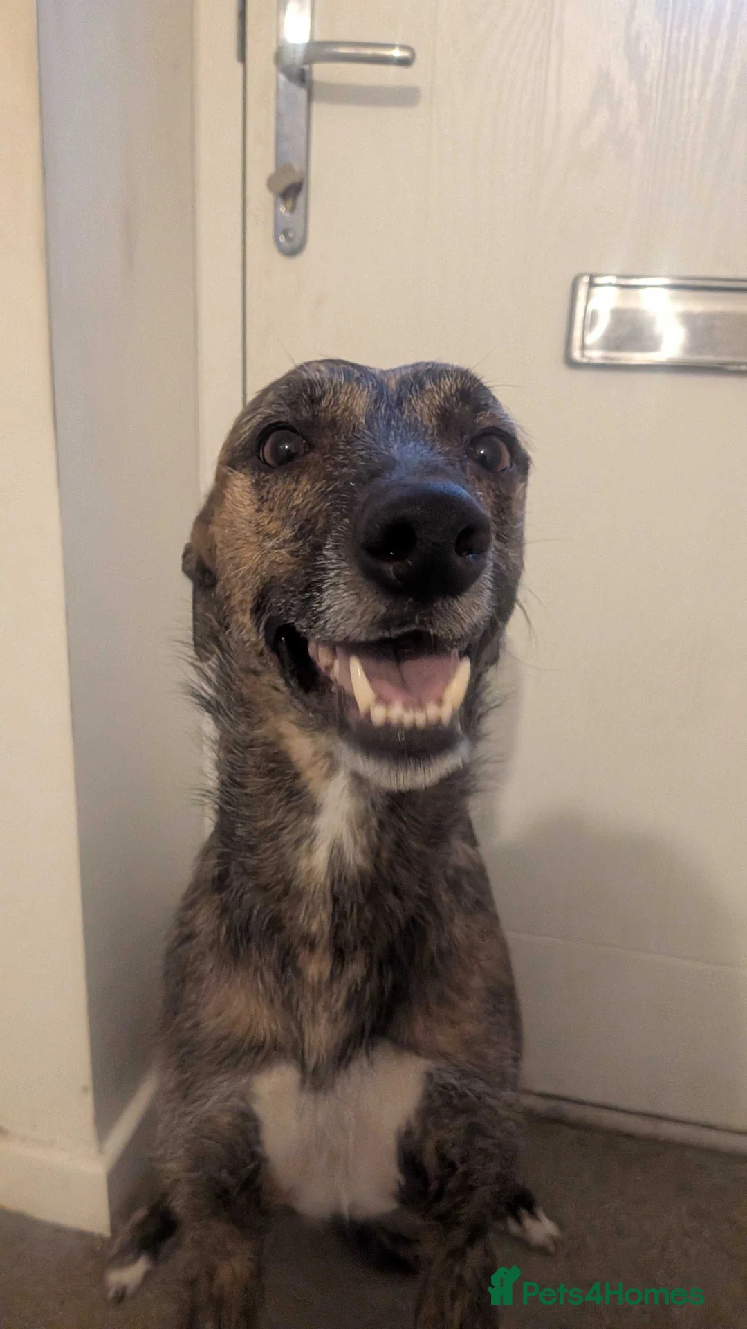 Lurcher dogs for sale: Meet Doggo - A Truly Special Lurcher - Advert 1