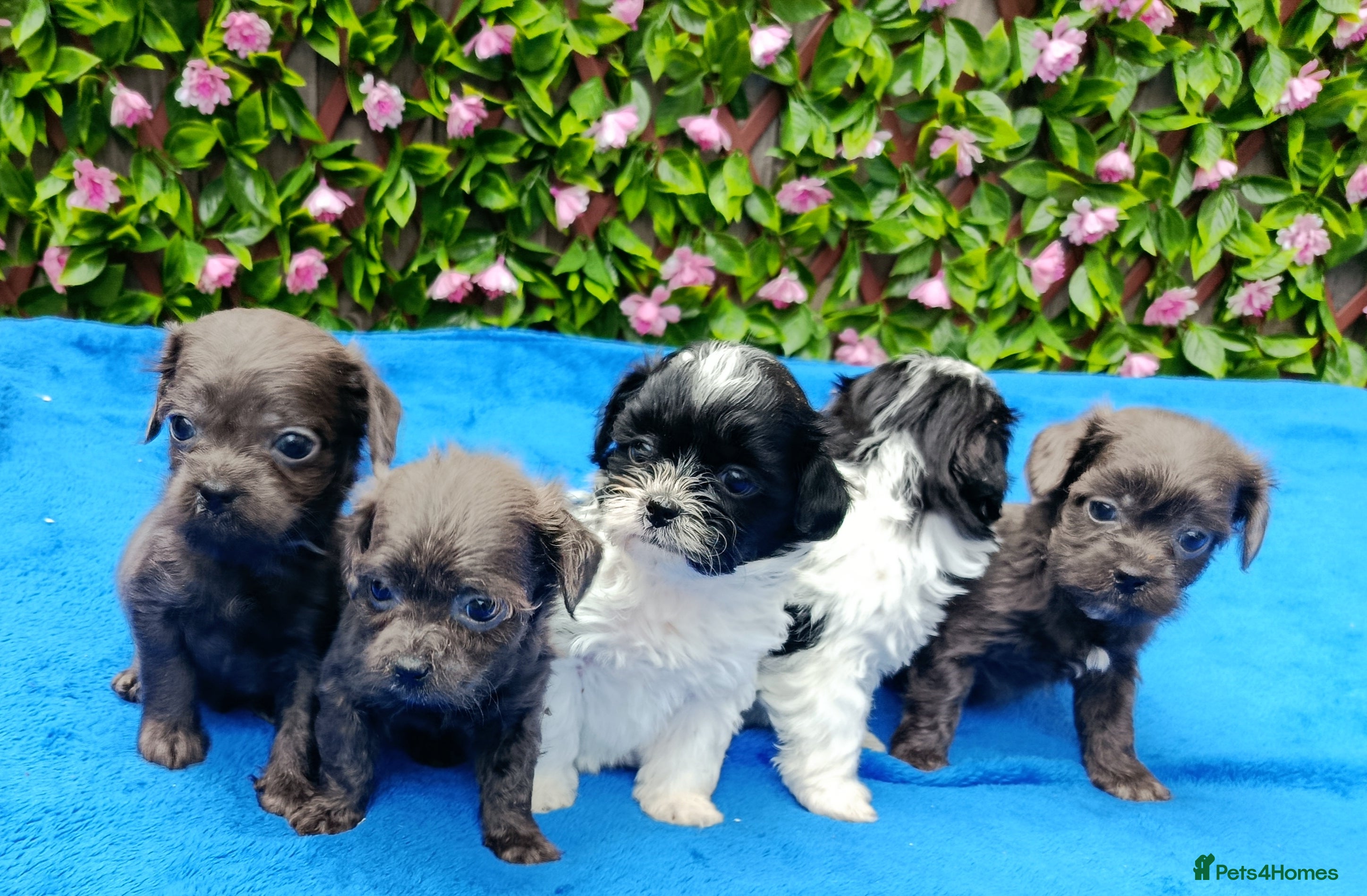 Shihpoo dogs STUNNING SHIPOO FIRST GEN HEALTH TESTED  - Advert 1