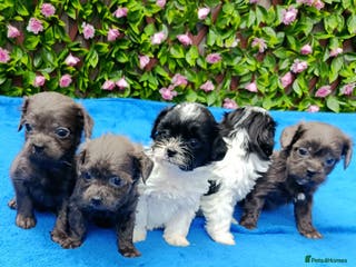 Shihpoo dogs STUNNING SHIPOO FIRST GEN HEALTH TESTED - Advert 1