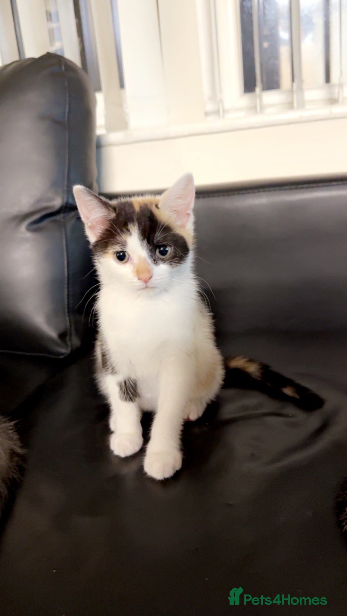 Mixed Breed cats for sale: British short hair cross - Advert 1