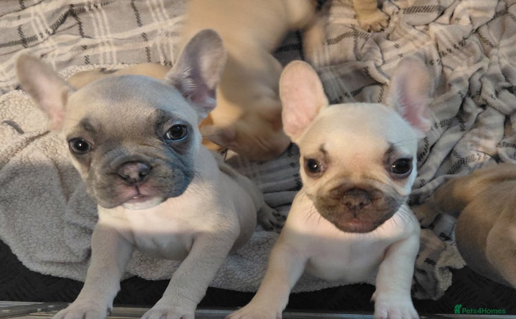 French Bulldog dogs - Advert 2