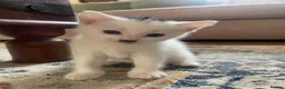 Mixed Breed cats for sale: Kittens for sale  - Advert 10