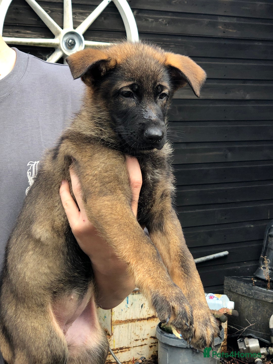 German Shepherd dogs for sale: Gorgeous German shepherd puppies  - Image 5