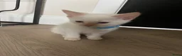 Ragamese cats for sale: Ragamese kittens for sale  - Advert 4