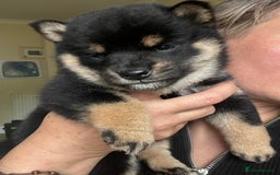Japanese Shiba Inu dogs for stud: Beautiful Gladiators Warrior ready for stud - Advert 8