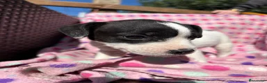 Jack Russell 1