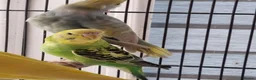 Budgerigars birds for sale: Baby budgies.  - Advert 10