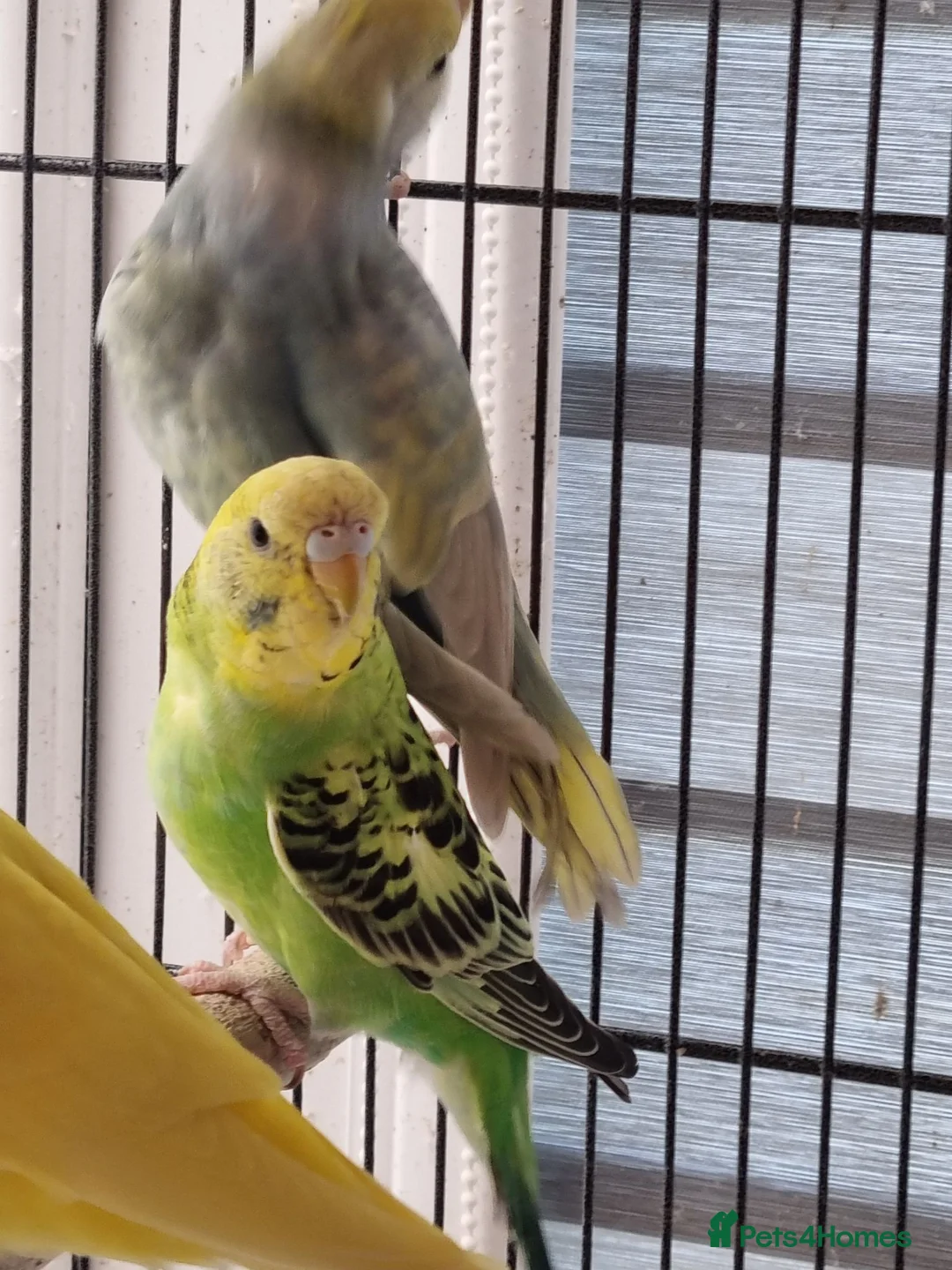 Budgerigars birds for sale: Baby budgies.  - Advert 10